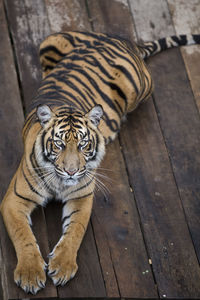 High angle portrait of tiger on boardwalk