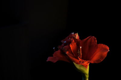 Close-up of flower over black background