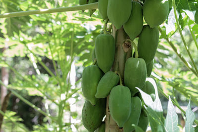 Close-up of fruits growing on tree