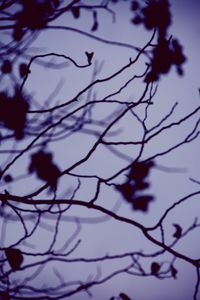 Low angle view of bare branches against sky