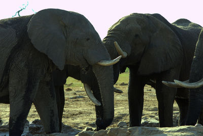 View of elephants in the dark