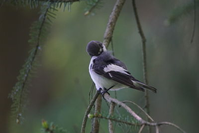 Close-up of bird perching on branch