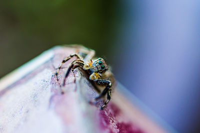 Close-up of spider