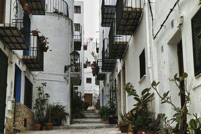 Potted plants in alley amidst houses