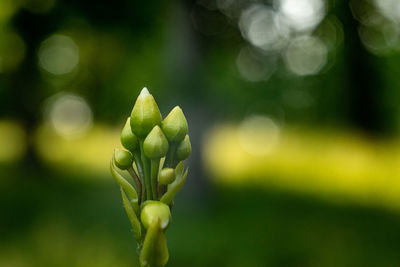 Close-up of plant growing on field