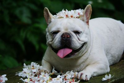 Close-up portrait of dog with flowers