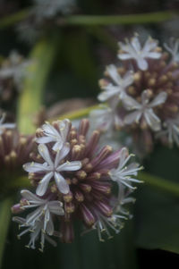 Close-up of white flowers