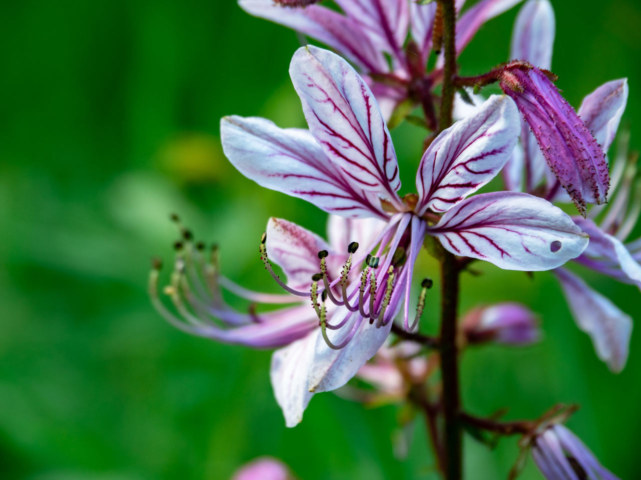 Lilac flowers