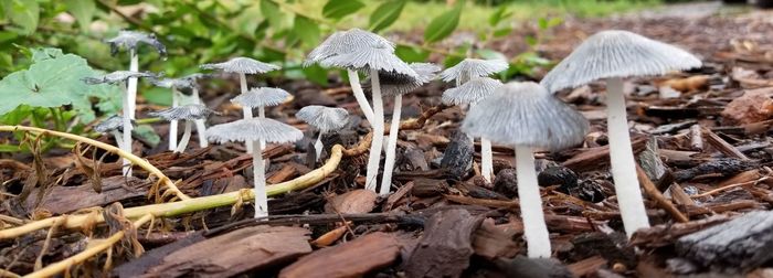 Close-up of mushrooms