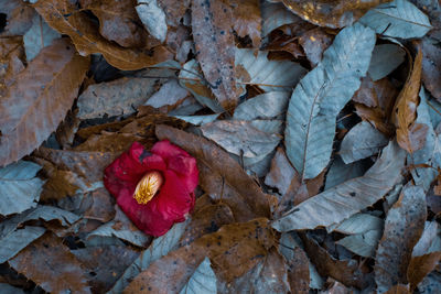 High angle view of dry leaves on plant during autumn