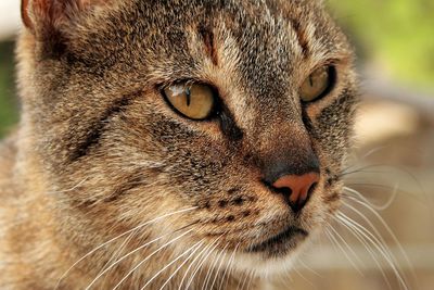 Close-up portrait of cat