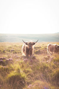 Highland cow moorland