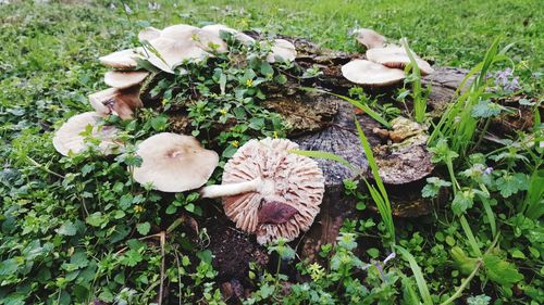 High angle view of mushrooms on field