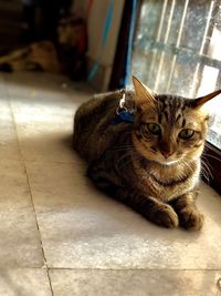 Portrait of cat sitting on floor at home