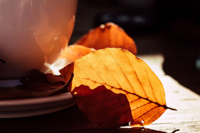 Close-up of orange leaf