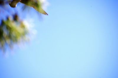 Low angle view of trees against clear blue sky