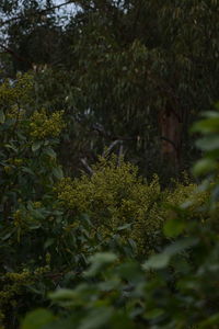 Plants growing in forest