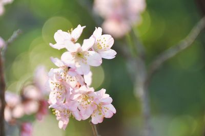 Close-up of pink cherry blossoms