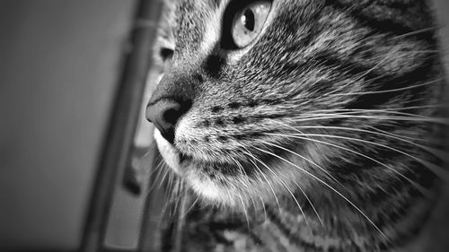 Close-up of cat
