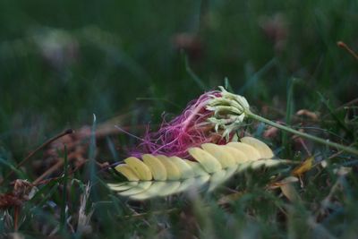 Close-up of plant