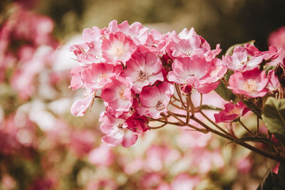 Close-up of pink flowers blooming on tree