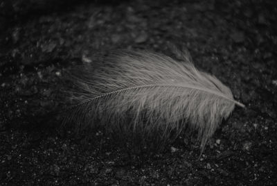 Close-up of feather on field