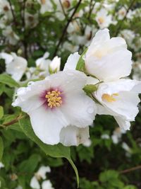 Close-up of white flowers blooming outdoors