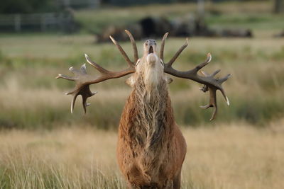 Deer in a field