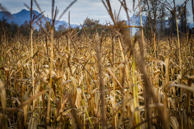 Close-up of stalks in field against sky