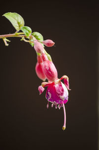 Close-up of pink cherry blossom against black background