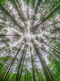 Low angle view of pine trees in forest