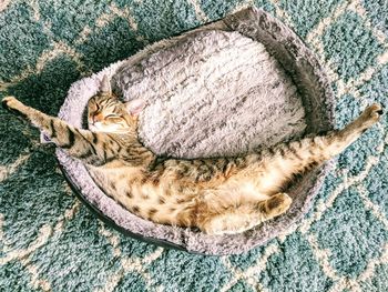 High angle view of cat sleeping on pet bed at home
