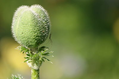 Close-up of succulent plant