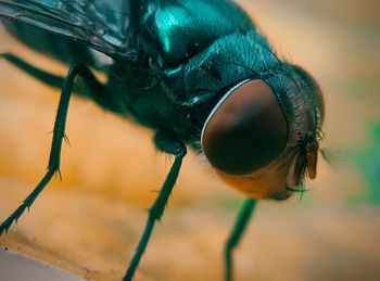 Close-up of fly