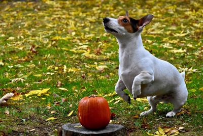 Dog sitting on grass during autumn