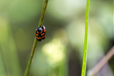 Close-up of ladybug on leaf