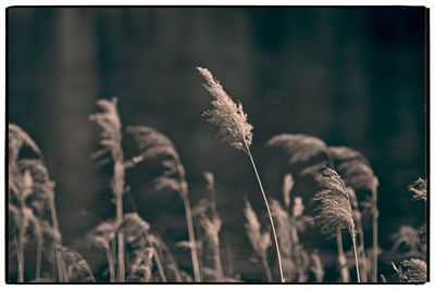 Close-up of wheat plants