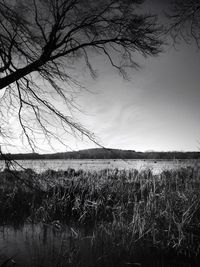 Bare trees on field