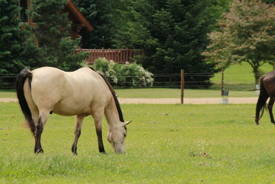 Horse grazing in field