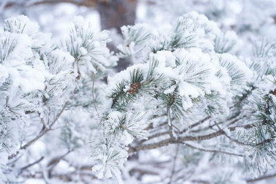 Close-up of frozen pine tree during winter