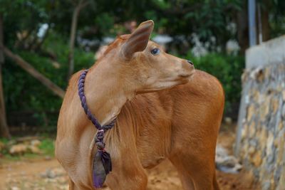 View of a dog looking away