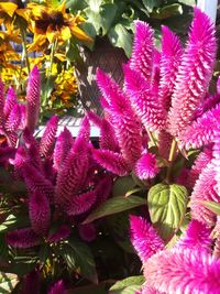 Close-up of purple flowers blooming outdoors