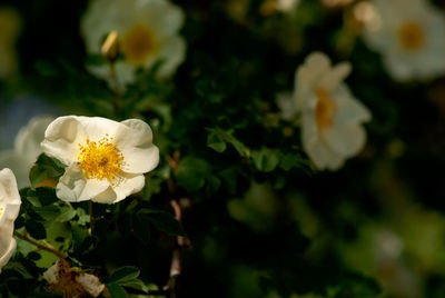 Close-up of white flowering plant