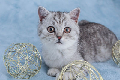 Close-up portrait of a cat