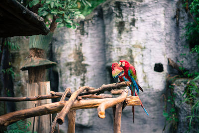 Parrot red macaw sitting on the branch. wildlife and rainforest exotic tropical birds.