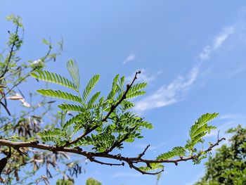Low angle view of tree against sky
