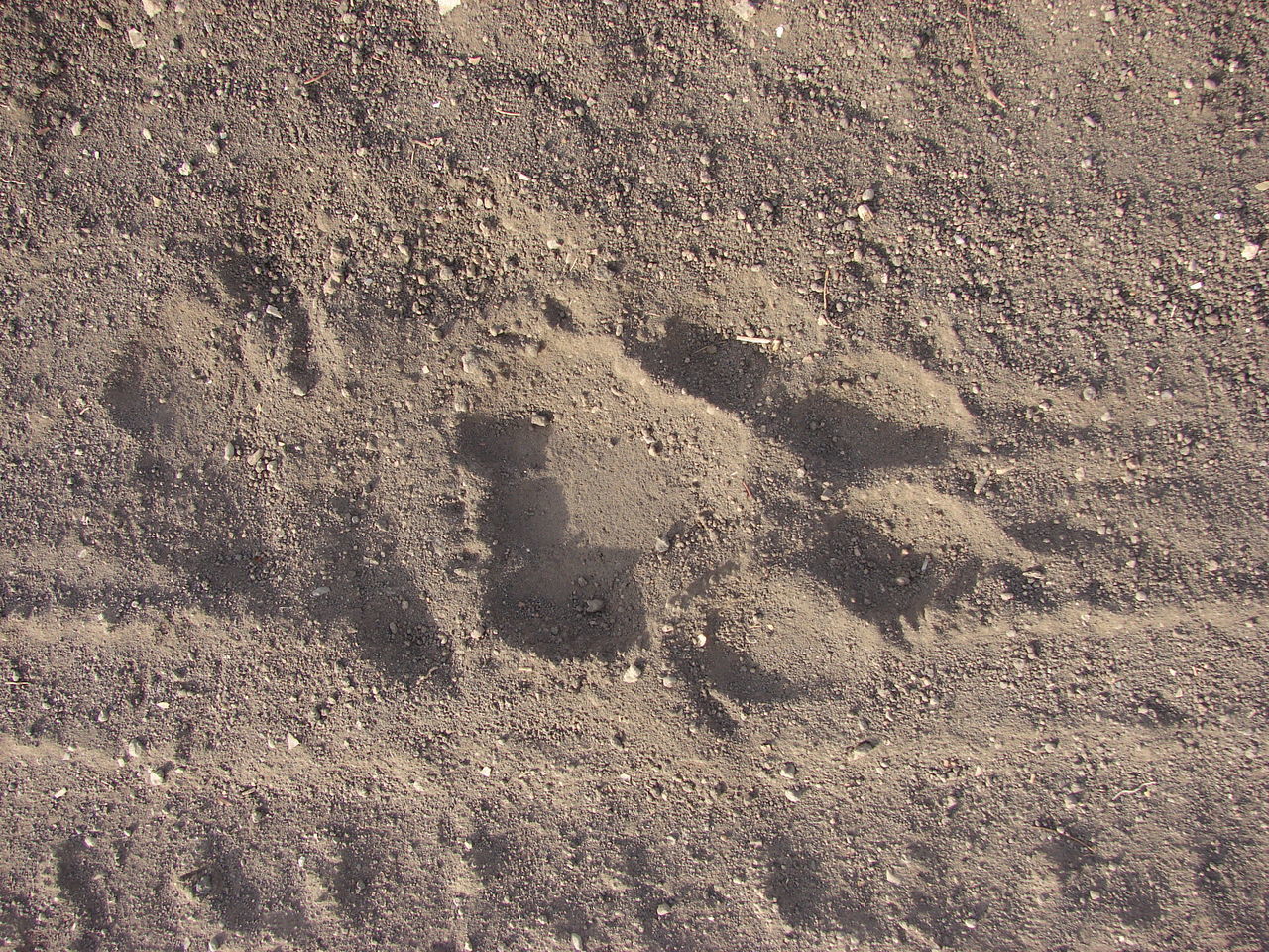 HIGH ANGLE VIEW OF FOOTPRINT ON SAND