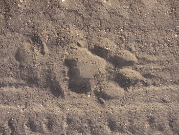 High angle view of footprints on sand