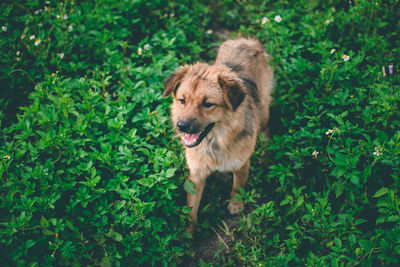 Portrait of dog standing on ground