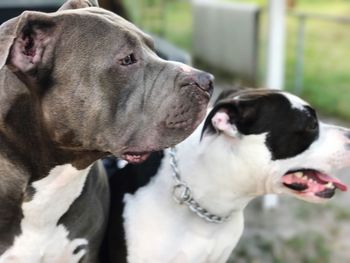 Close-up of dog sticking out tongue